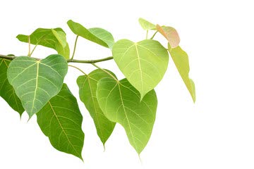 Bodhi leaves.