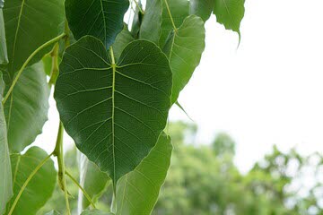 Bodhi leaves.