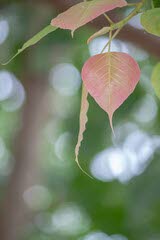 Bodhi leaves.